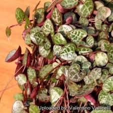 Image result for Ceropegia burchelliana