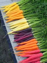 Gina Van De Greif Healthy Garden Rainbow Carrots Healthy Plants