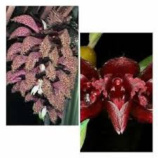 Image result for Bulbophyllum prorepens