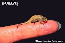 Minute Leaf Chameleon Brookesia Minima Is One Of The Smallest Reptiles In The World Often Considered To Be The Smalle Chameleon Endangered Reptiles Animals