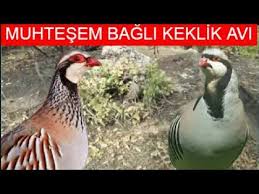 Very Good Partridge Hunt Muhtesem Bagli Keklik Avi 2020 Cil Keklik Cil