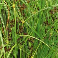 Image result for Cyperus latifolius