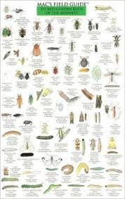 7 Best Bug Identification Images Bug Identification