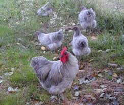 Check spelling or type a new query. Auction Id End Time N A Chickens Backyard Breeds Beautiful Chickens Chickens Backyard