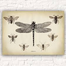 Dragonfly Print Dragon Fly Print Study Of Insects Chart Dragonfly Poster Entomology Chart Insect Wall Art Aged Sepia Black And White