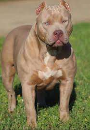 Pit Monster Pitbull Dog Doberman Dogs Grey Pitbull Puppies