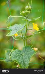 We did not find results for: Cucumber Plant Yellow Image Photo Free Trial Bigstock