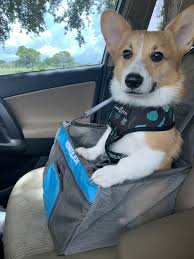 Corgi puppies for sale in nashville tn. Pin On Corgi Corgi Corgi