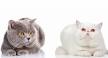 British Shorthair Or Exotic Shorthair? – My British Shorthair