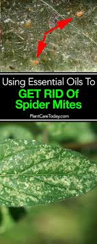 The best spider mite killer is the one that eliminates the spider mites without damaging the host plants, whether the infected plants are because pest control products can be dangerous to your family if mishandled, we always recommend consulting with an exterminator even if just to ask for. Pin On Best Of Plantcaretoday