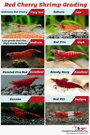 Red Cherry Shrimp Grading With Pictures Shrimp And Snail