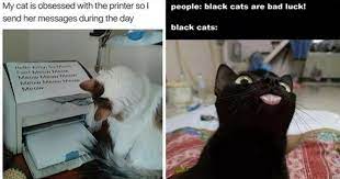 Find the newest caturday meme meme. Fresh Batch Of Hilarious Cat Memes To Make Caturday Better