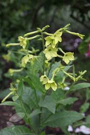 See more ideas about plants, planting flowers, garden inspiration. Buy Tobacco Plant Nicotiana Lime Green 2 79 Delivery By Crocus