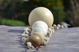 Walaupun sejak kecil memang tak de 'asma'. Telur Burung Unta Telur Angsa Putenei Telur Ayam Grunlegerei Perlhuhnei Fasanenei Telur Putih Kehijauan Pxfuel