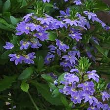 Image result for Scaevola