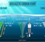 Quantitative and mechanistic understanding of the open ocean ...
