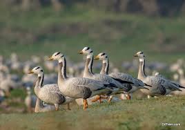 These are a great way to make a gang pass you by. 5 Safe Ways To Get Rid Of Geese