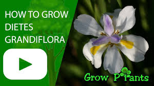 Image result for Dietes grandiflora