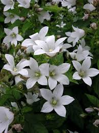 Campanula White Pouffe Flower Seeds Flowers Campanula