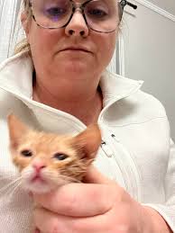 My kids Found 3 kittens and momma was dead.. they need a home 2 males 1  female( grey kitten) need home for them fast... Or I risk losing my home.  haVnt found