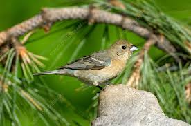 Image result for Passerina montana