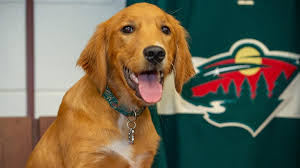 Love your dog's life™ · holistic & all natural · 100% made in the usa Wild Welcomes Rescue Dog Hobey To The Team