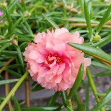Bunga kembang pukul 10 (9). Rm2 10 Keratan Rose Jepun Carnation Bunga Kembang Pukul 10 Pagi Shopee Malaysia