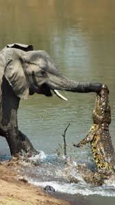 10 Animals that hunt elephants in the wild