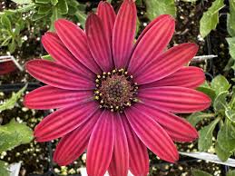 Image result for foto Osteospermum