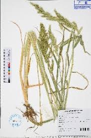 Image result for Echinochloa ugandensis