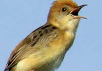 Suara burung cici padi merah cici meong. Vidio Suara Cici Padi Betina Suara Cici Merah Gacor Sudah Teruji Di Depan Juri Youtube Suara Burung Cici Padi Buat Pikat Sangat Istimewa Sudah Terbukti Ampuh Buat Pikat Burung Kecil