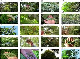 Image result for Xymalos monospora