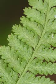 Image result for Dennstaedtiaceae