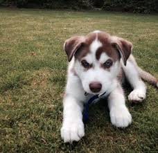 Check spelling or type a new query. Beautiful Blue Eyes Siberian Husky Puppy For Sale In Cleveland Ohio Classified Americanlisted Com