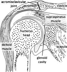 We did not find results for: A Multibody Biomechanical Model Of The Upper Limb Including The Shoulder Girdle Springerlink