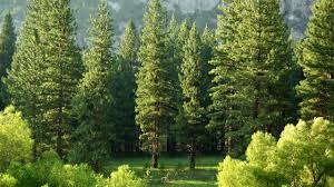 Use our tree genus to learn about, evergreen trees, coniferous trees, deciduous trees. These Trees Will Help You Lower Your Energy Bill Architectural Digest