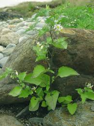 Image result for Solanum nigrum