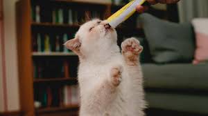 Kedi Malti Nedir Ve Ne Ise Yarar Petburada Com