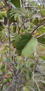 Image result for Searsia leptodictya