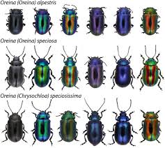 Image result for Chrysochloa