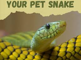 The pursuing crowd arrives, but they are soon turned around on the subject of whacking day by bart's newfound knowledge. First Few Days With A New Pet Snake Pethelpful