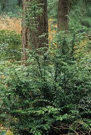 The evergreen huckleberry can be found along the kamassa river (going through lemoyne and new hanover). Pacific Horticulture Bright Ideas For Shade