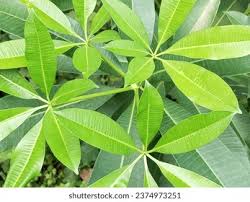 Image result for Pachira glabra