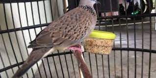 Burung puter putih biasanya memiliki selera makan yang lebih irit dibanding burung puter biasa.kedua, kelebatan bulu puter putih lebih ba. Makanan Terbaik Agar Derkuku Rajin Manggung Info Guyub Rukun Derkuku Puter Pelung