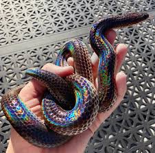 Amazing Sunbeam Snake Layers Of Crystal Like Cells Refract The Light In A Way That Looks Like A Rainbow No Filter Rainbow Snake Cute Reptiles Cute Snake