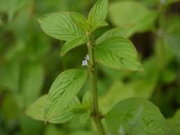 Image result for Spermacoce ruelliae