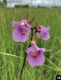 Image result for Eulophia obscura