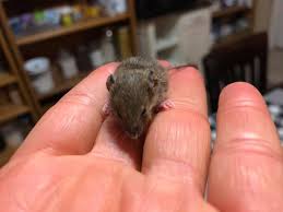 To see the list of materials needed to complete this project click here. A Little Baby Field Mouse It Is One Living Sanctuary Facebook