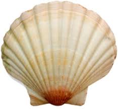 Psd Detail Sea Shell 12 Official Psds Sea Shells Shells Shells And Sand