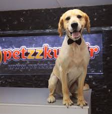 Kedi Kopek Kuaforu Petzzkuafor Petzzkuafor Twitter